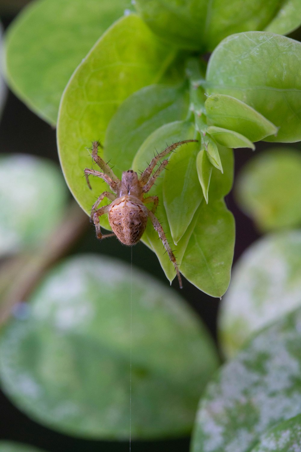 a close up of a bug