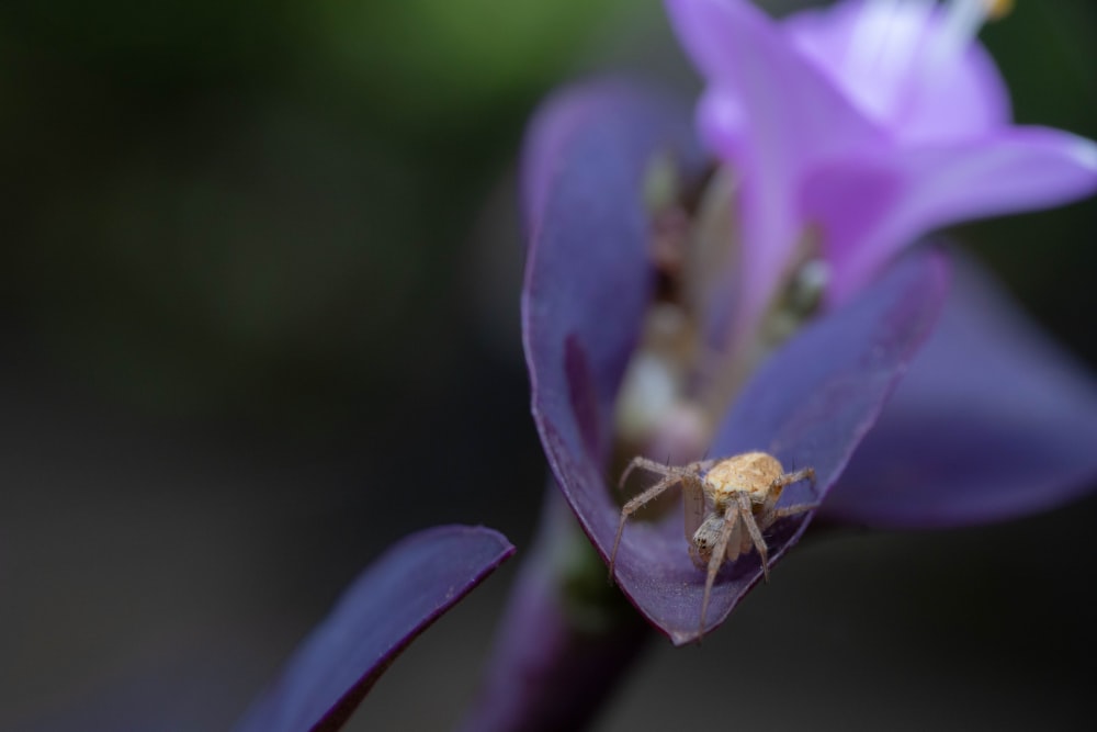 a bee on a purple flower