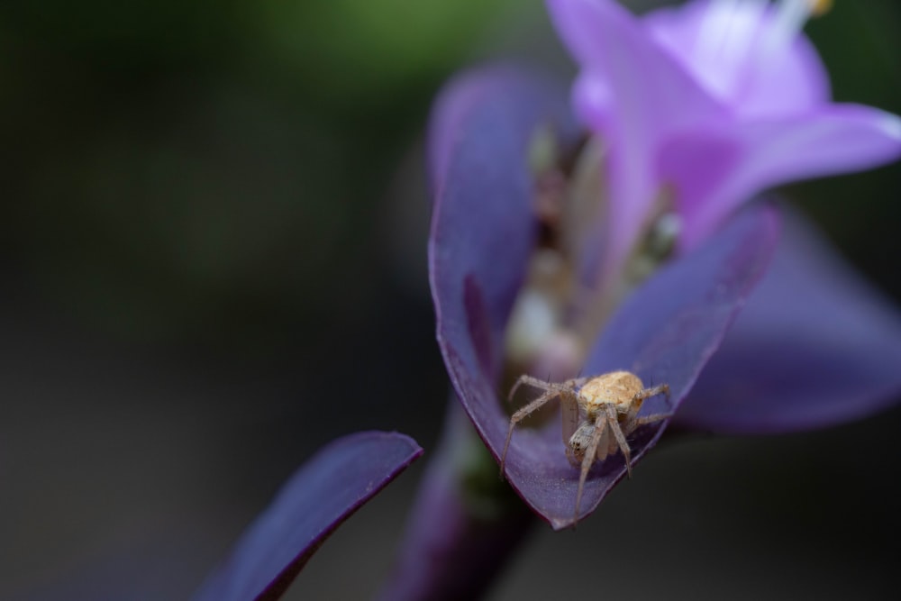 Eine Biene auf einer lila Blume