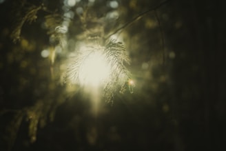 Soft light filtering through forest trees onto a pregnant woman.