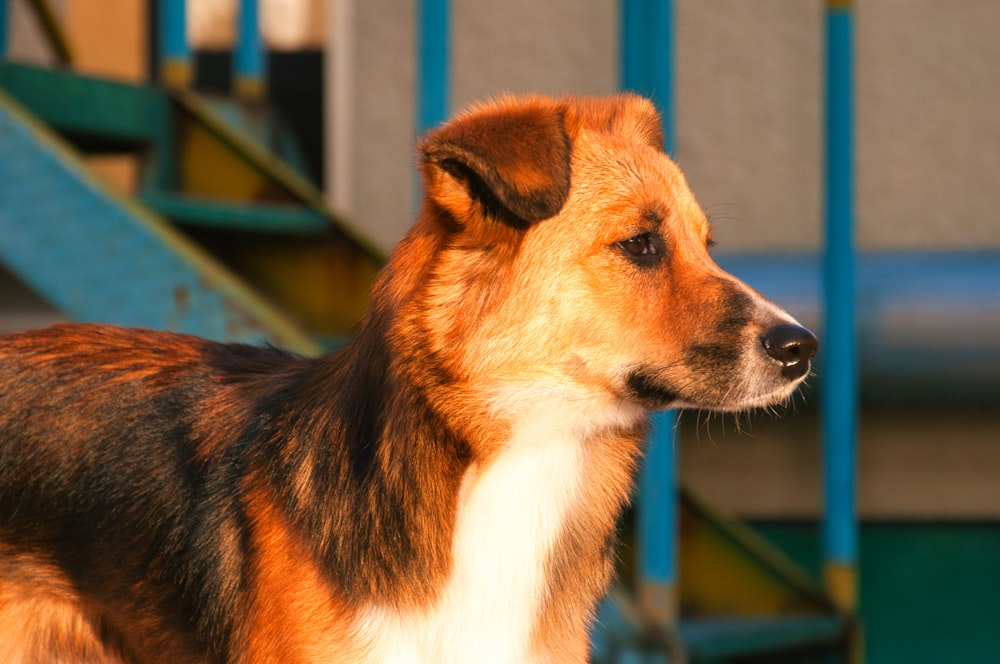 Un cane che guarda la telecamera foto – Animale domestico Immagine gratuita  su Unsplash