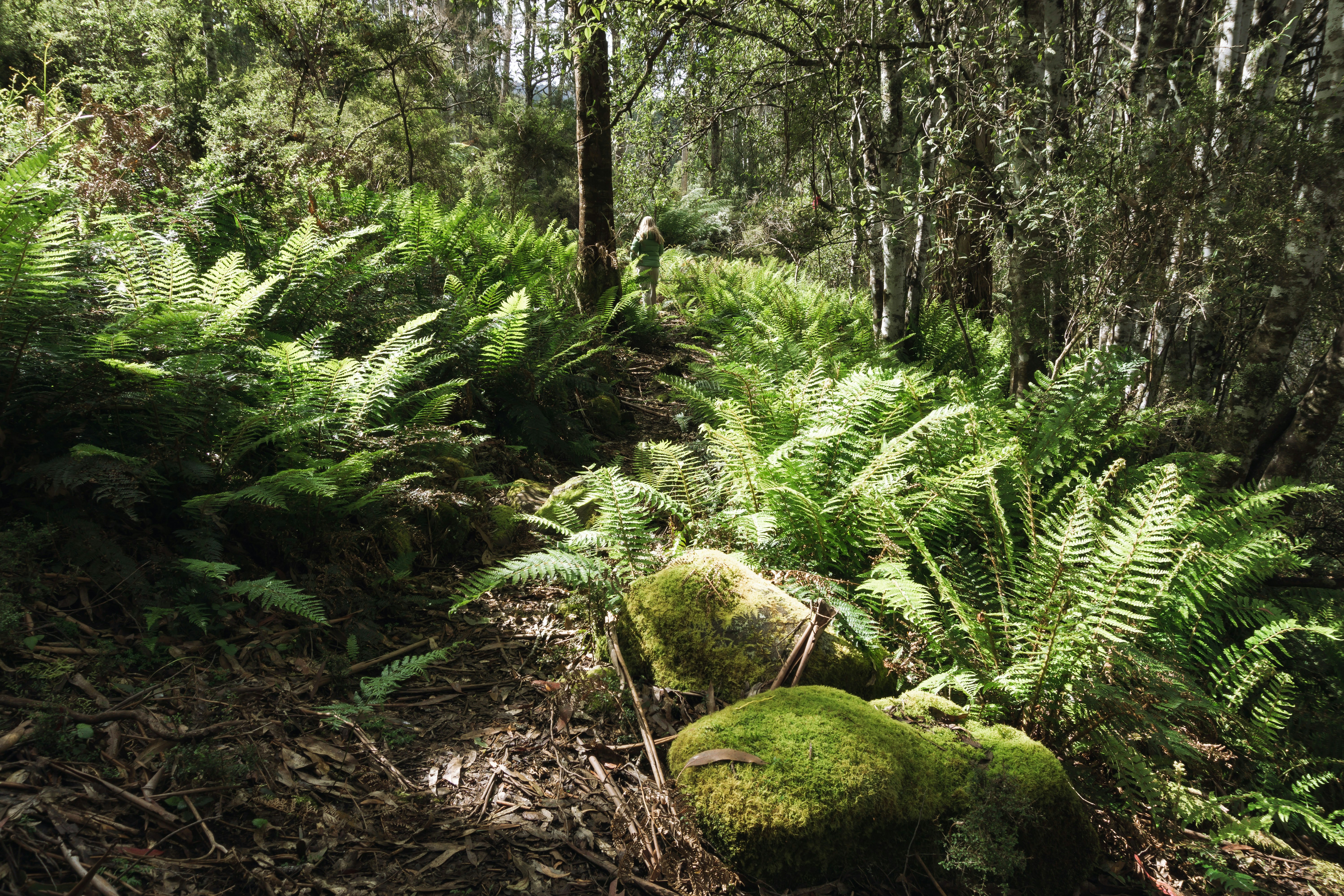 Russell Falls Tasmania Temperate Rainforest Fern Lined Paths Cascades Viewpoints Mossy Textures