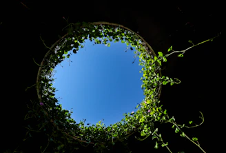 a tree with a blue sky