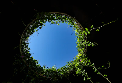 a tree with a blue sky