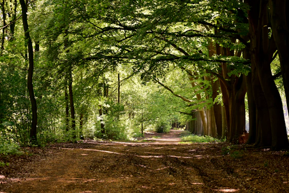 A serene photograph of a sunlit forest path inviting quiet reflection.
