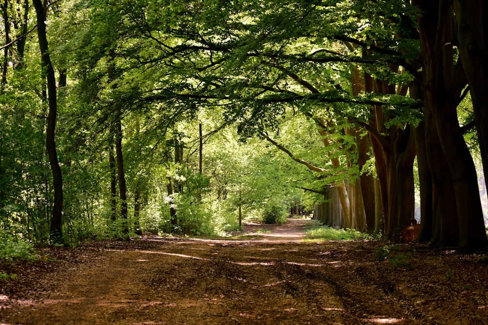 Eine unbefestigte Straße in einem Wald