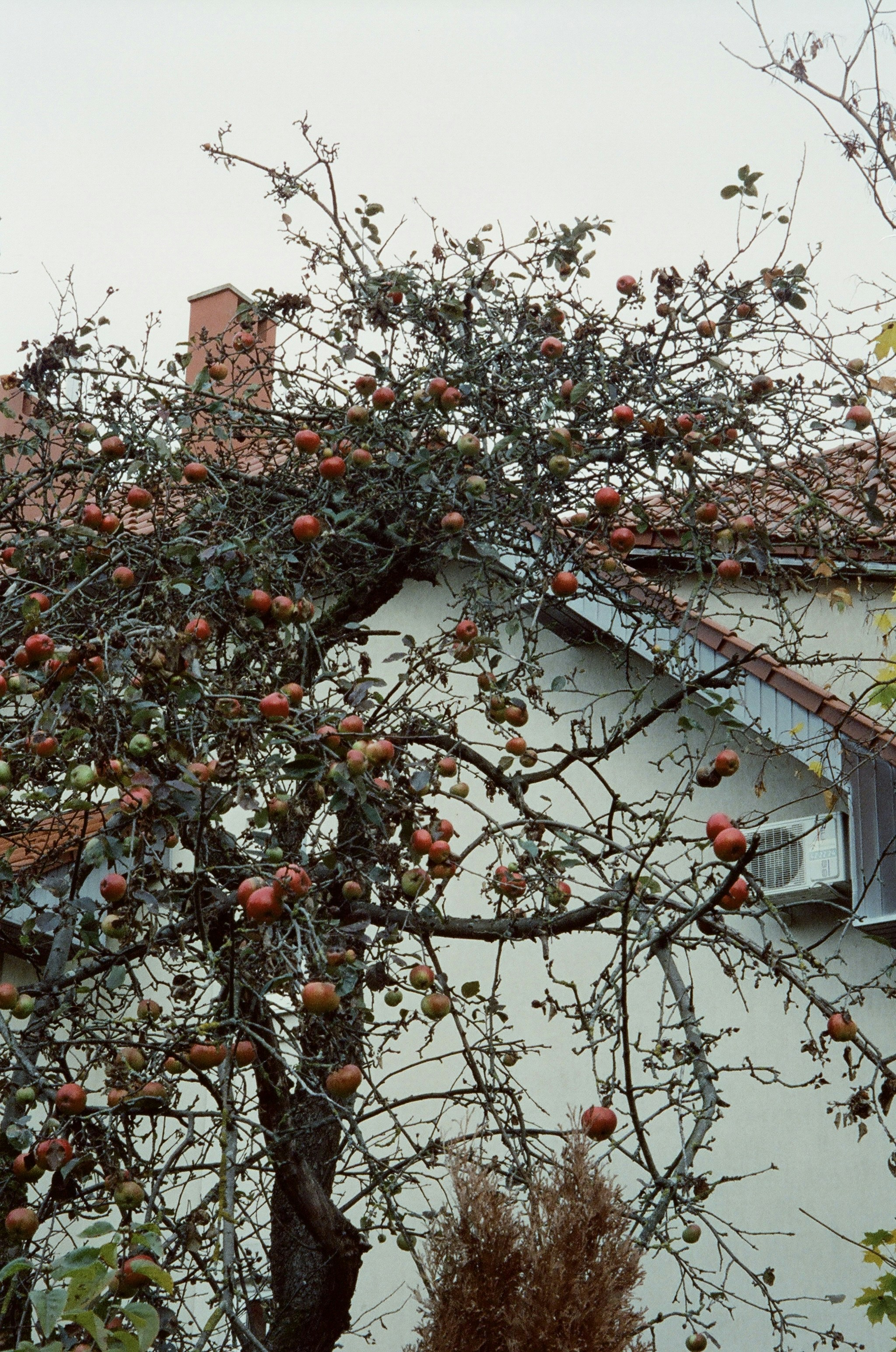 a tree with red berries
