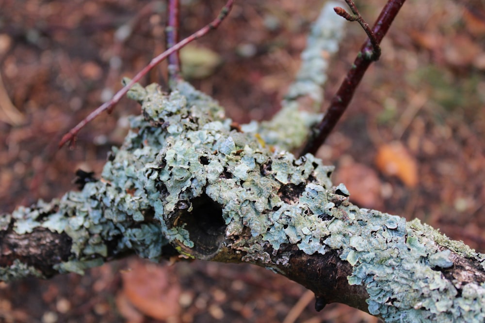 a mossy plant with a small round green object on it