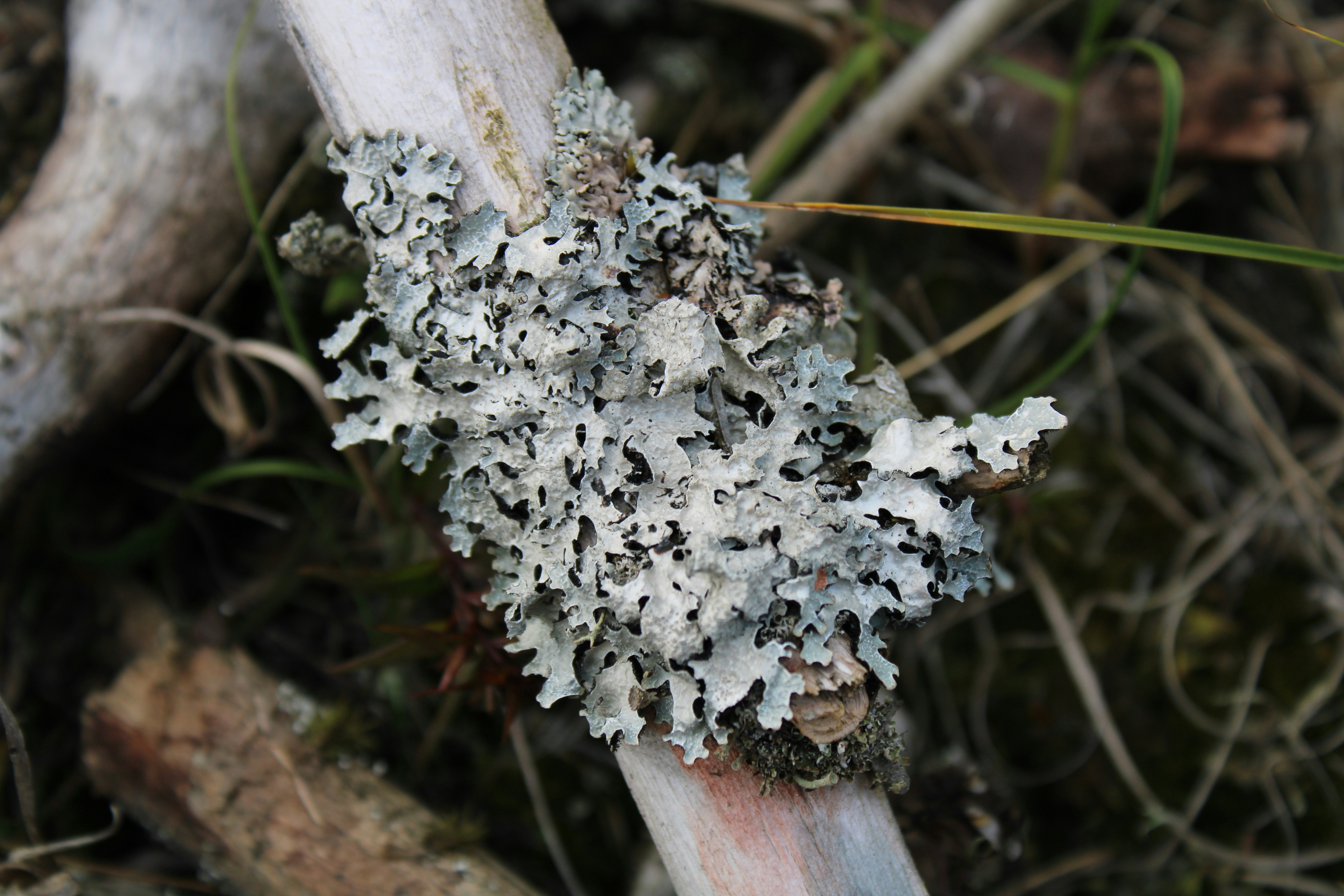 a close-up of a mushroom