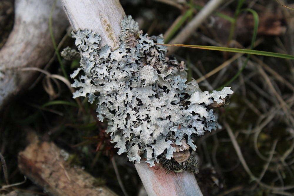 a close-up of a mushroom