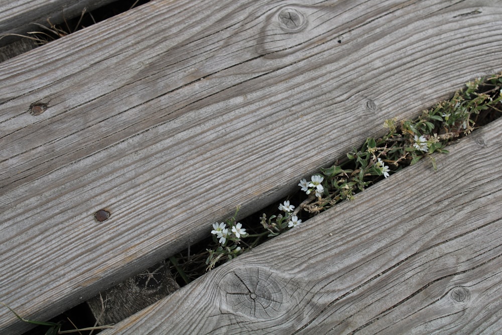 a planter box with flowers