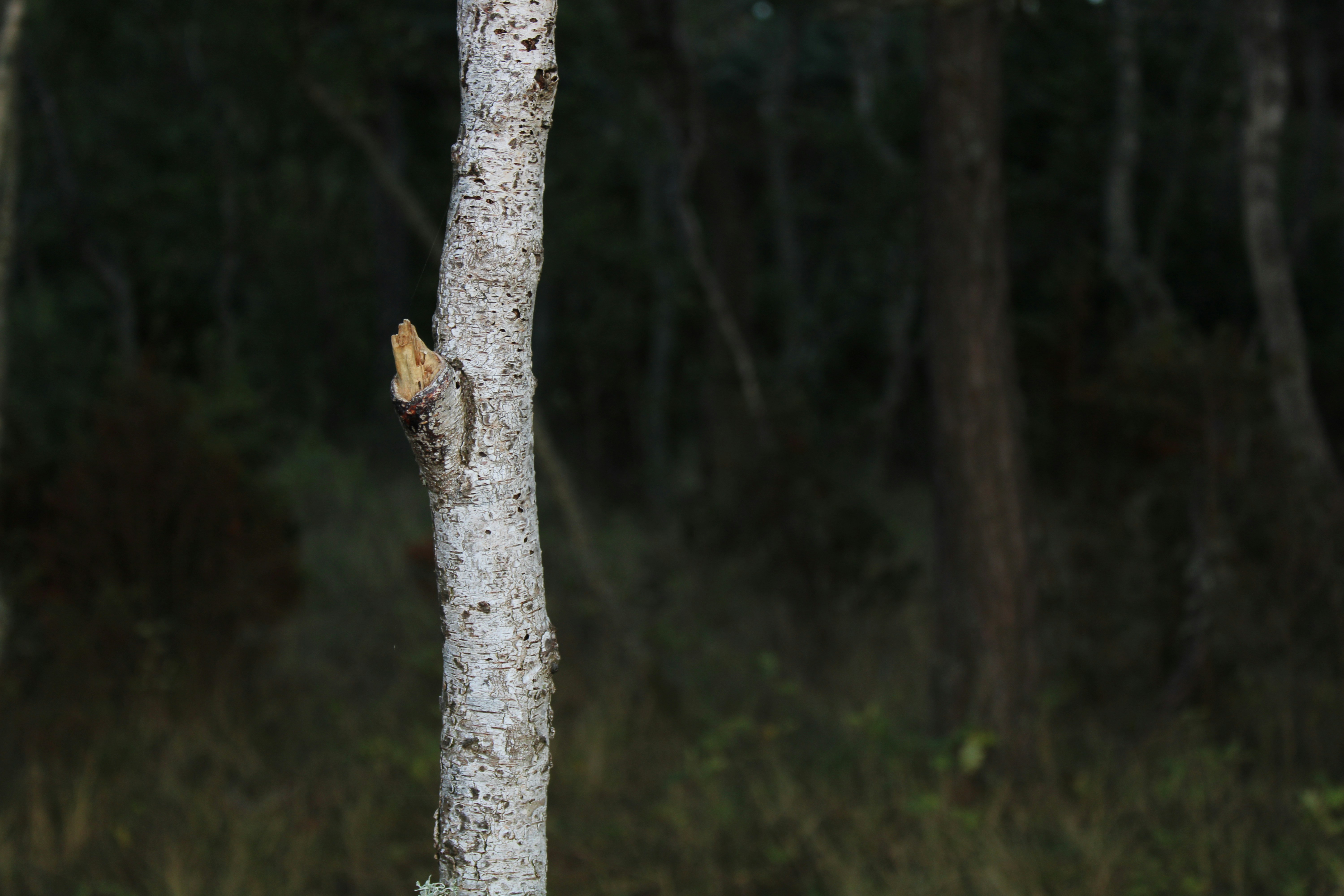 a small insect on a tree