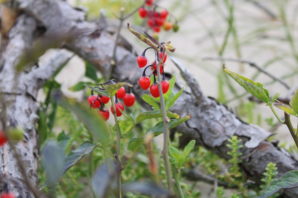 a close up of some berries