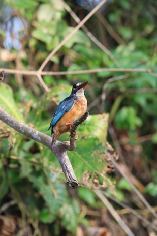 A colorful bird perched on a branch surrounded by lush tropical foliage.