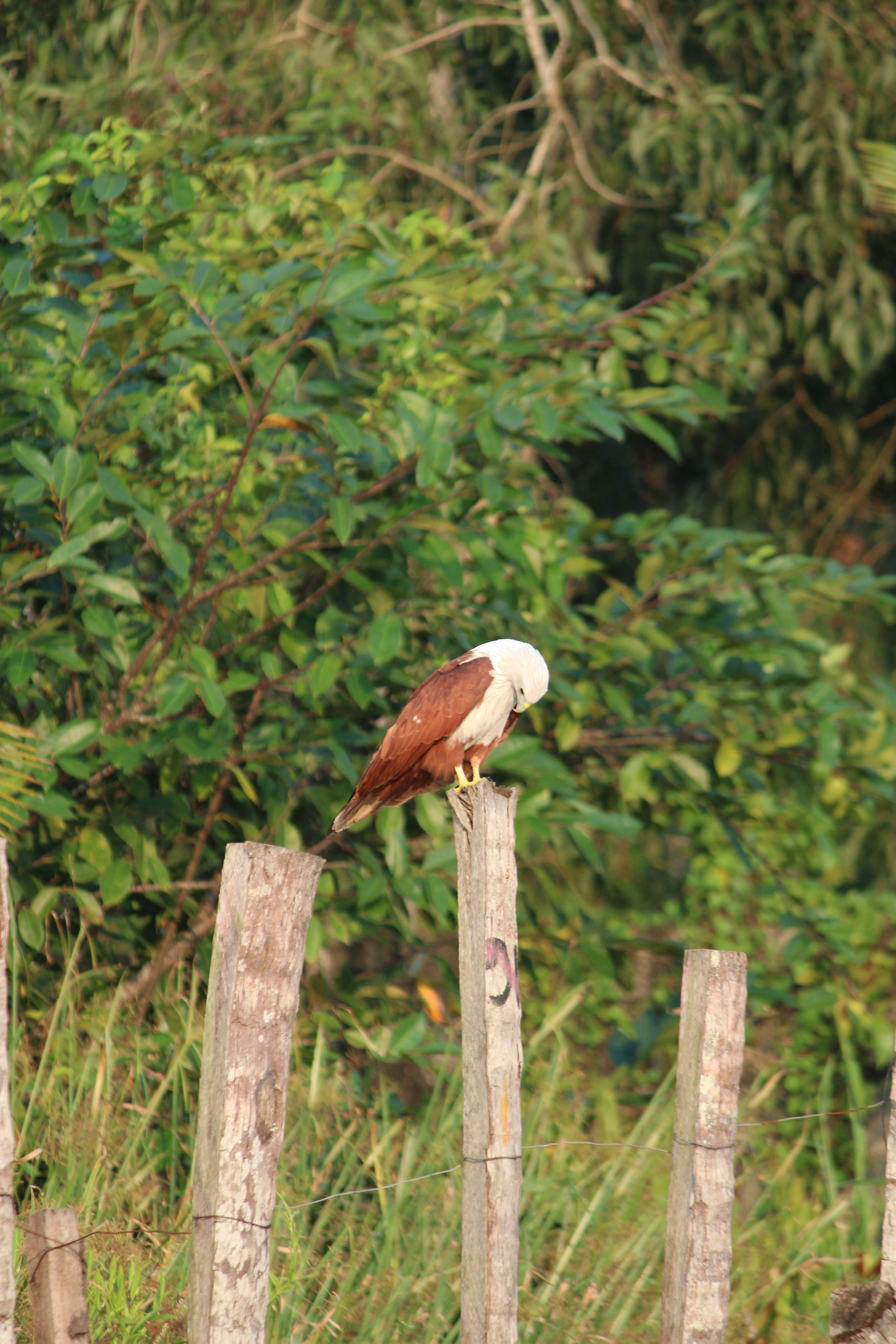 Fotomural a bird perched on a fence