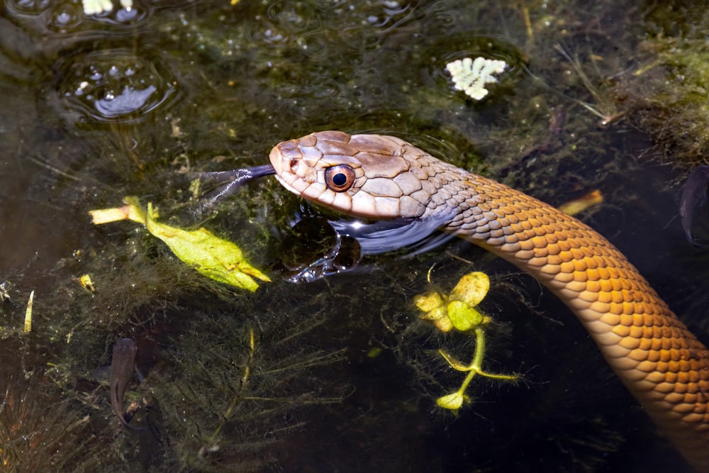 a snake in the water