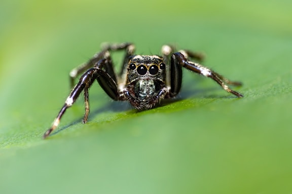 A close-up photo of a curious jumping spider perched on a bright green leaf.
