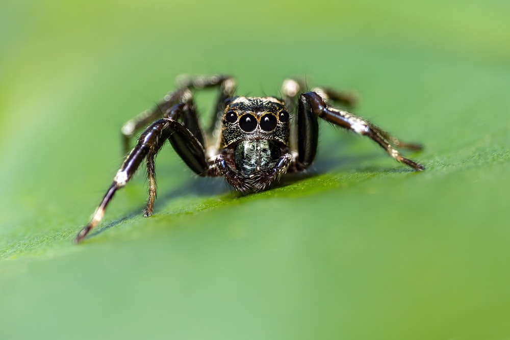 Une araignée sur une feuille