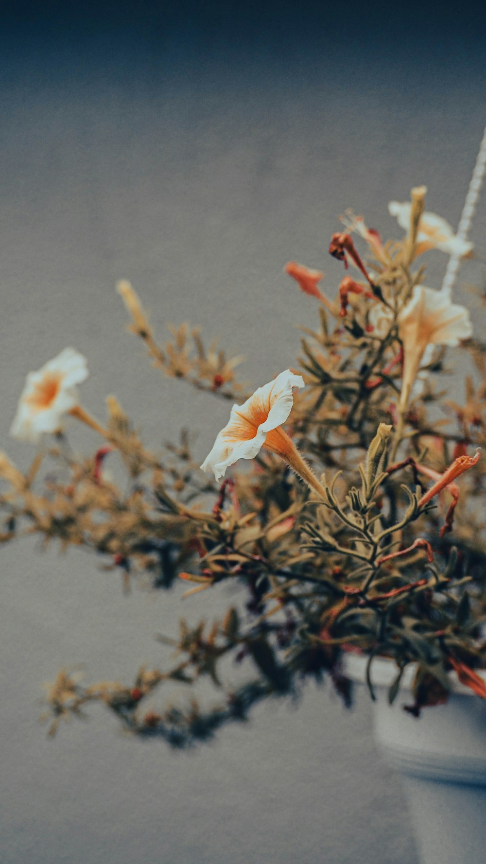 a close up of a plant