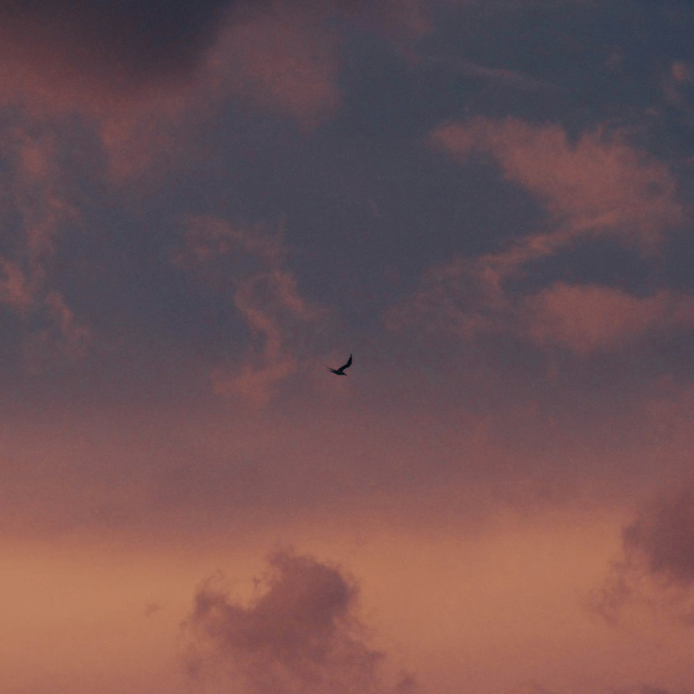 Un oiseau volant dans le ciel