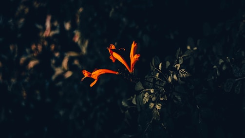 Dynamic black and white wedding photo with subtle burnt orange highlights.