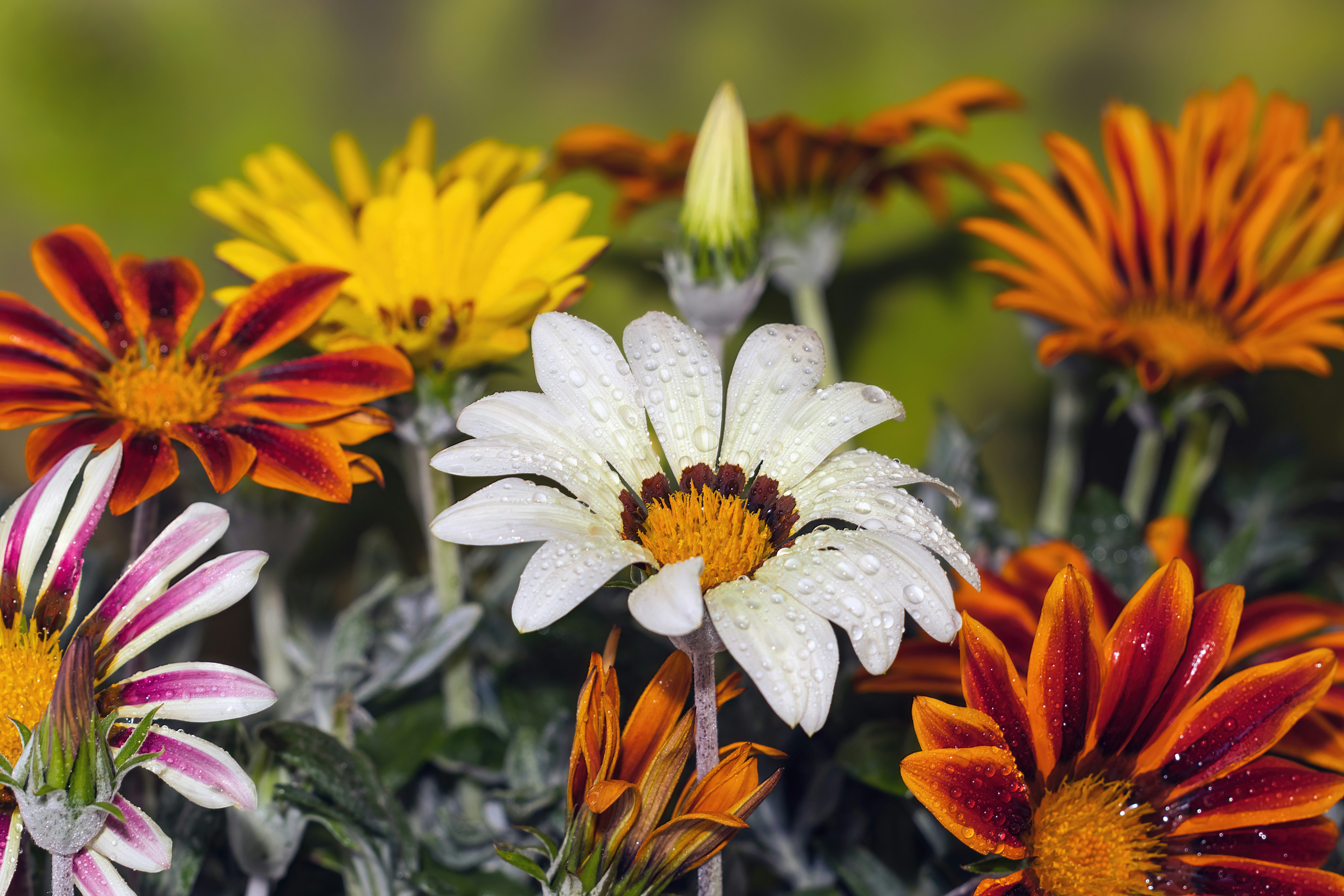 This photo was taken in my "mini studio" at home, but it reminds me of visiting Namaqualand in South Africa many years ago, where there are so many flowers that if you try to walk through them you can't avoid stepping on some of them. The background is colour photocopy I made, deliberately blurry to help create a bokeh background, and also intended to be subdued so as not to compete with the main subject of the flowers.