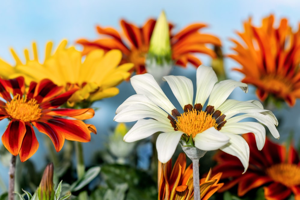 a group of flowers