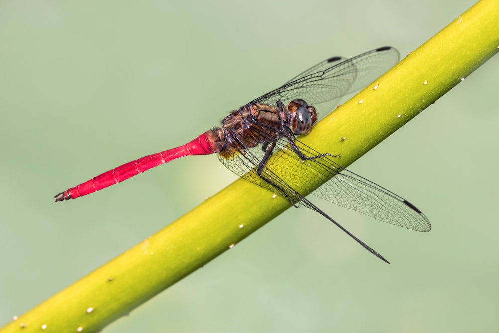 a dragonfly on a leaf