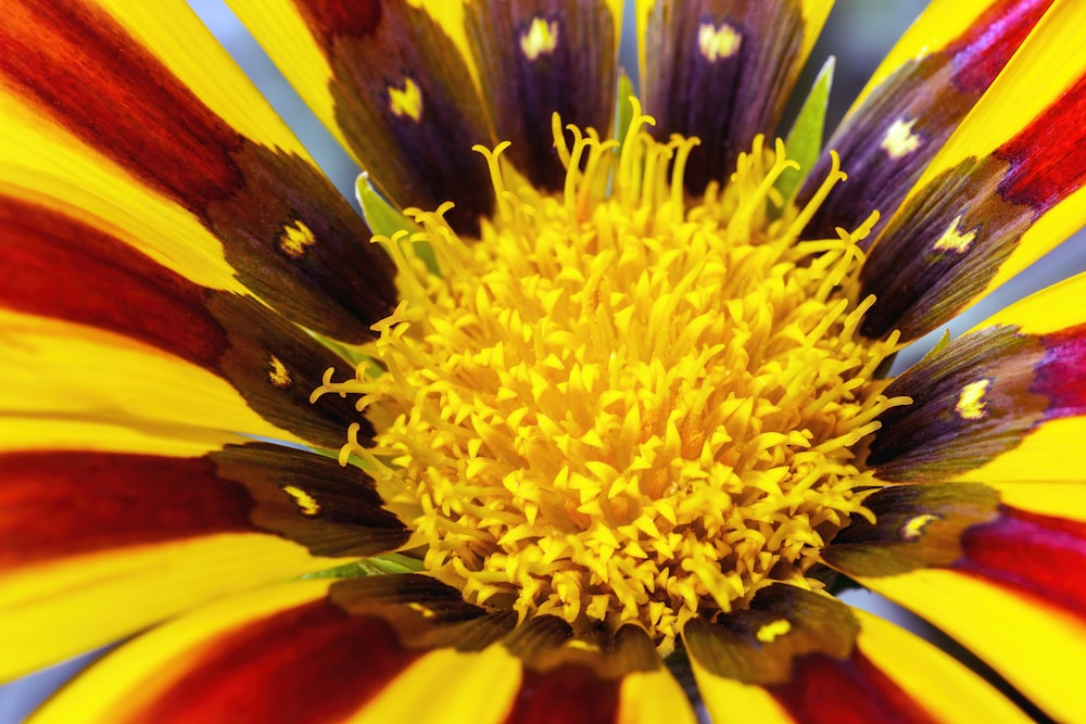 a close up of a flower