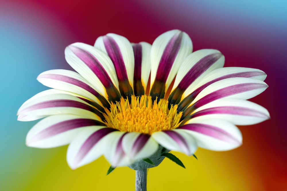 a close up of a flower