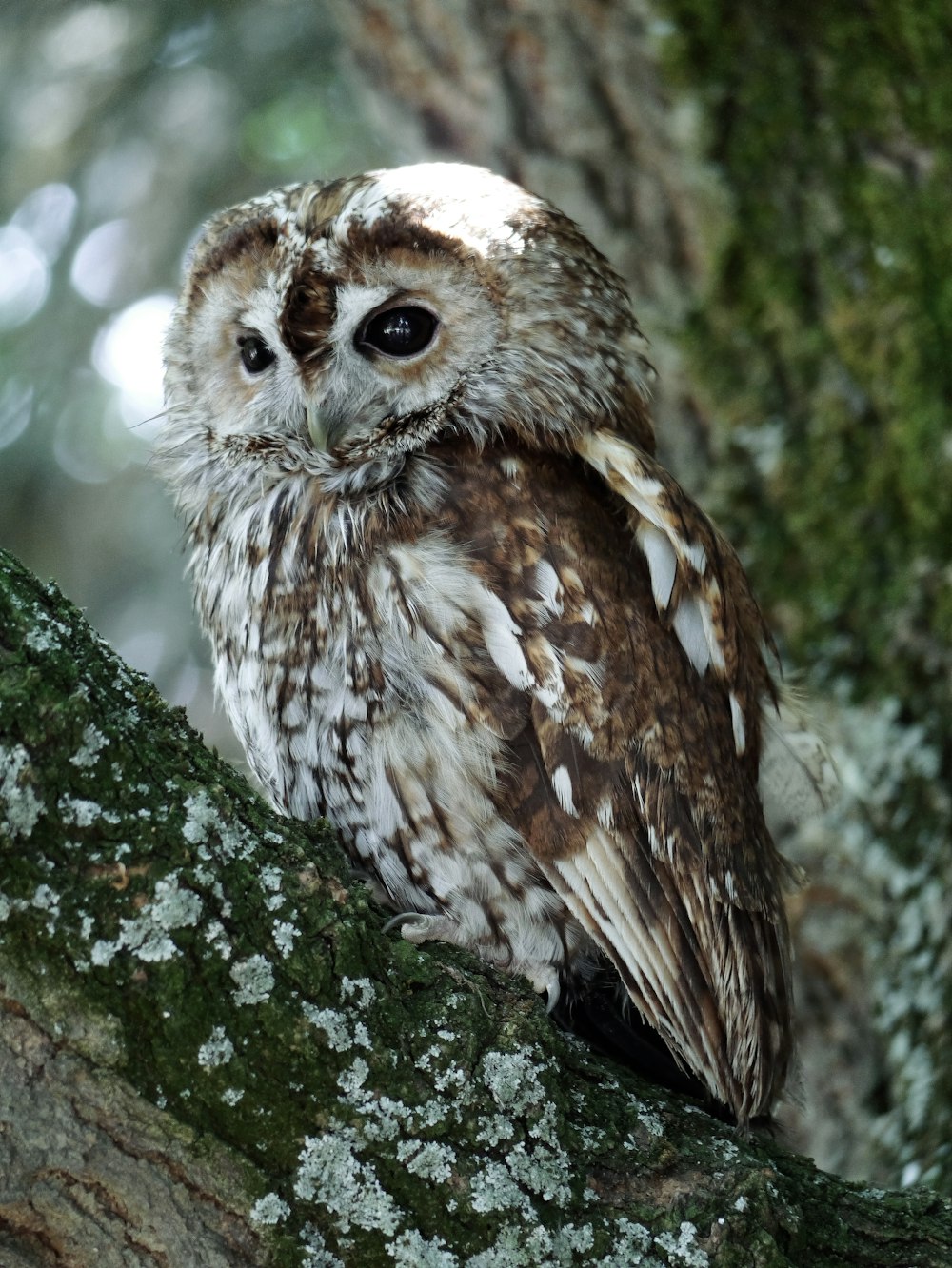 un búho sentado en la rama de un árbol