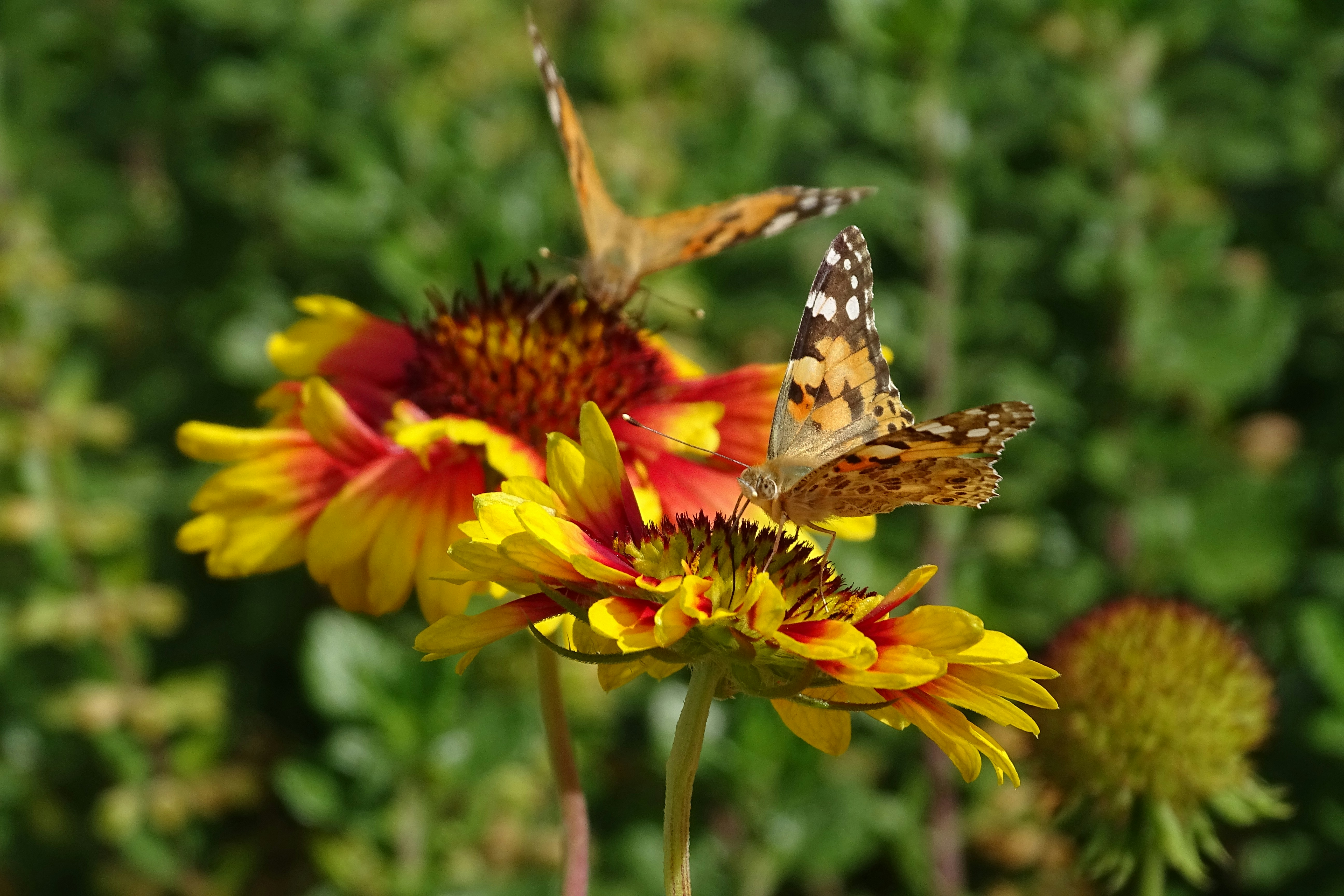 The Girl Who Spoke to Butterflies: A Whimsical Tale