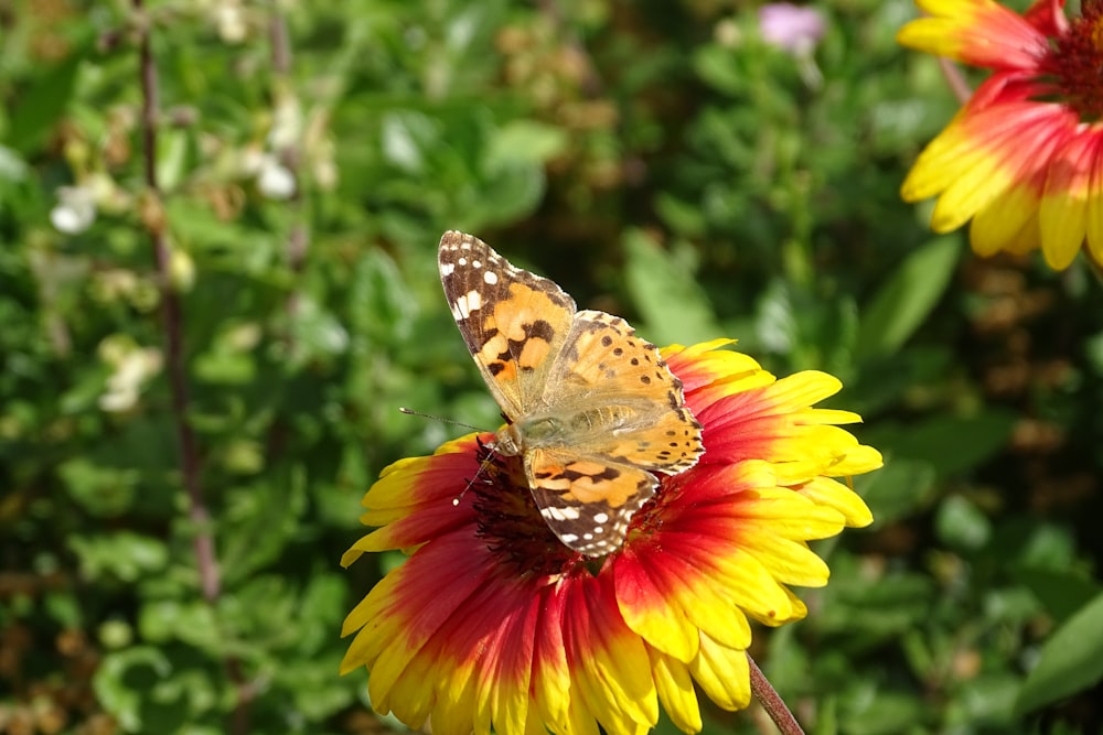 a butterfly on a flower