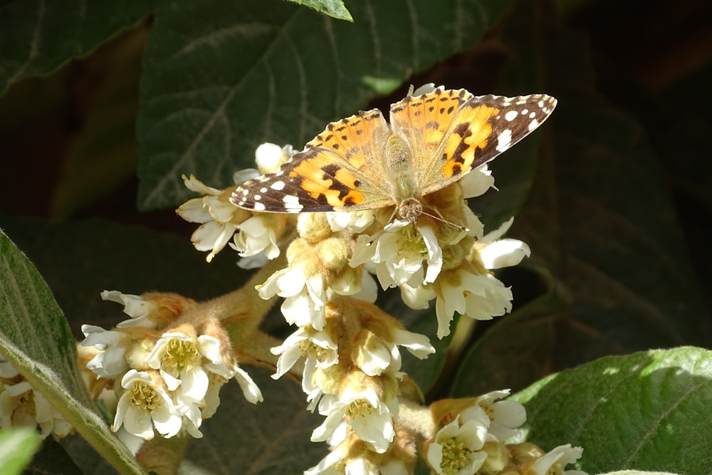 a butterfly on a flower