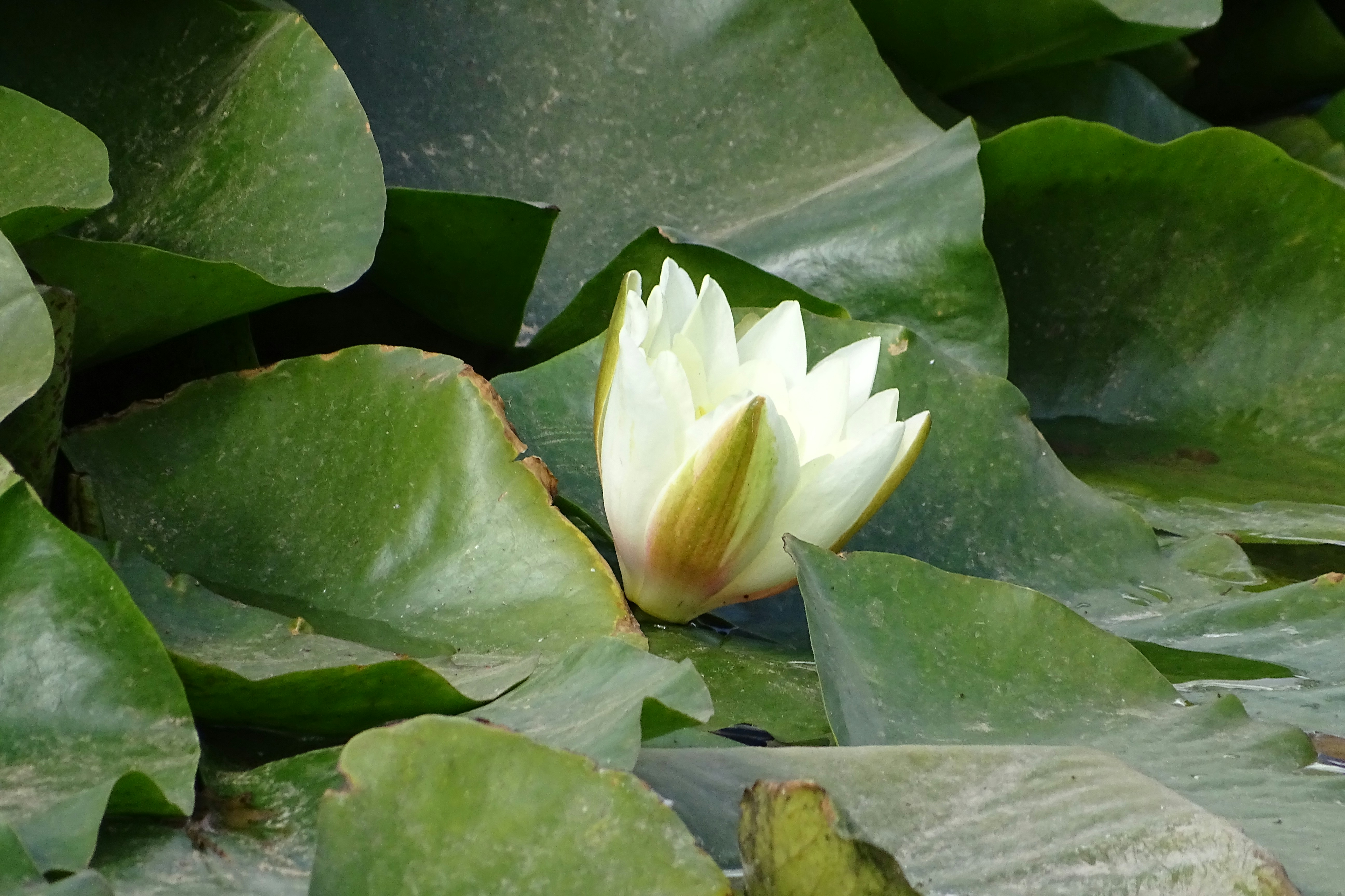 Photo by connievandenakker