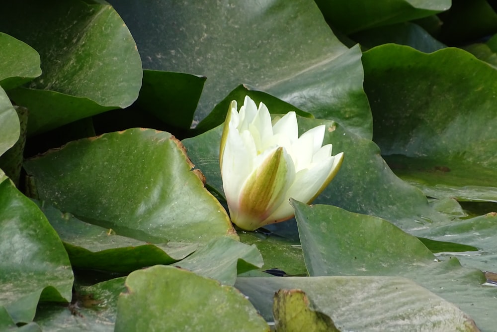 a flower on a plant