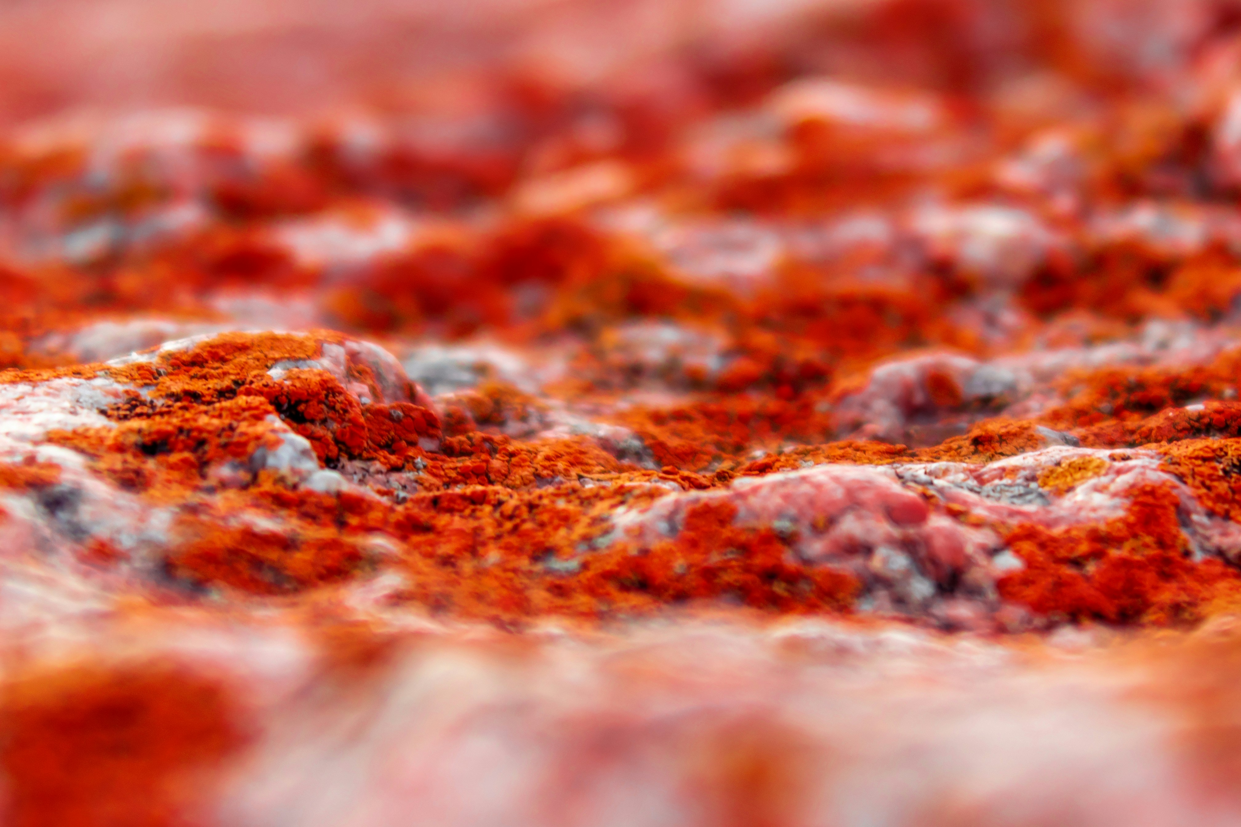 Goodbye Tomato, Hello Tikka Masala: The Creamy Sauce Revolution Rewriting Pizza as We Know It