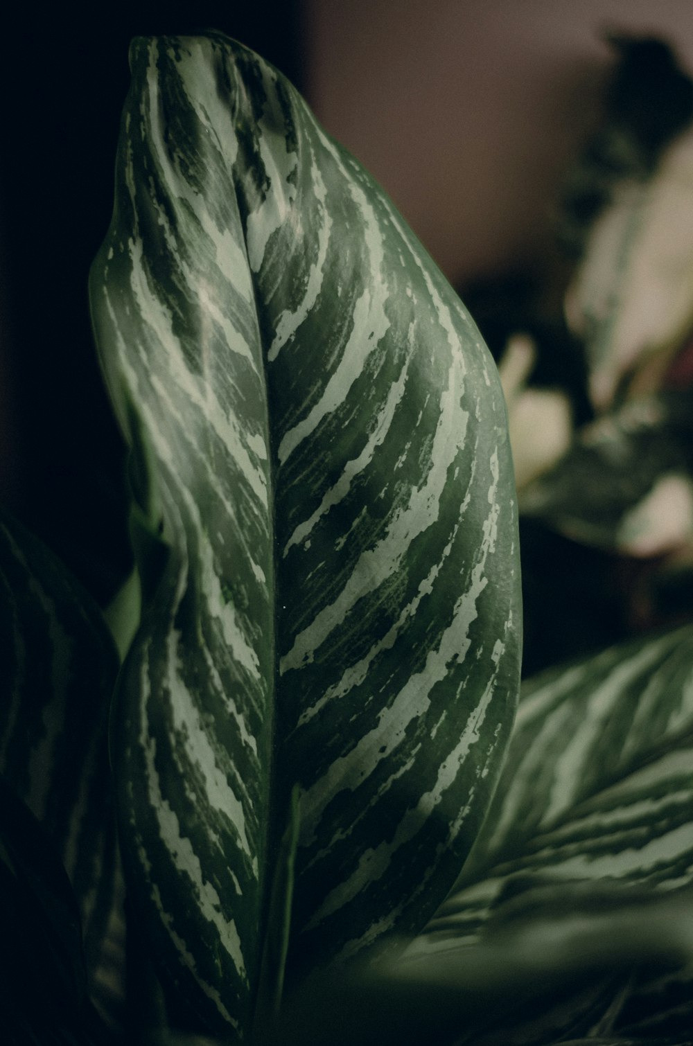 a close up of a leaf