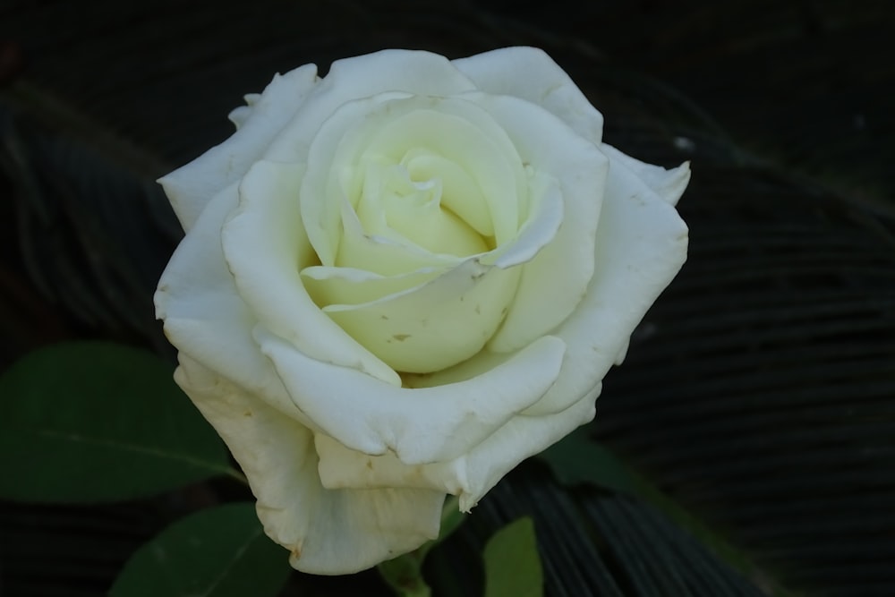 a white rose with a yellow center