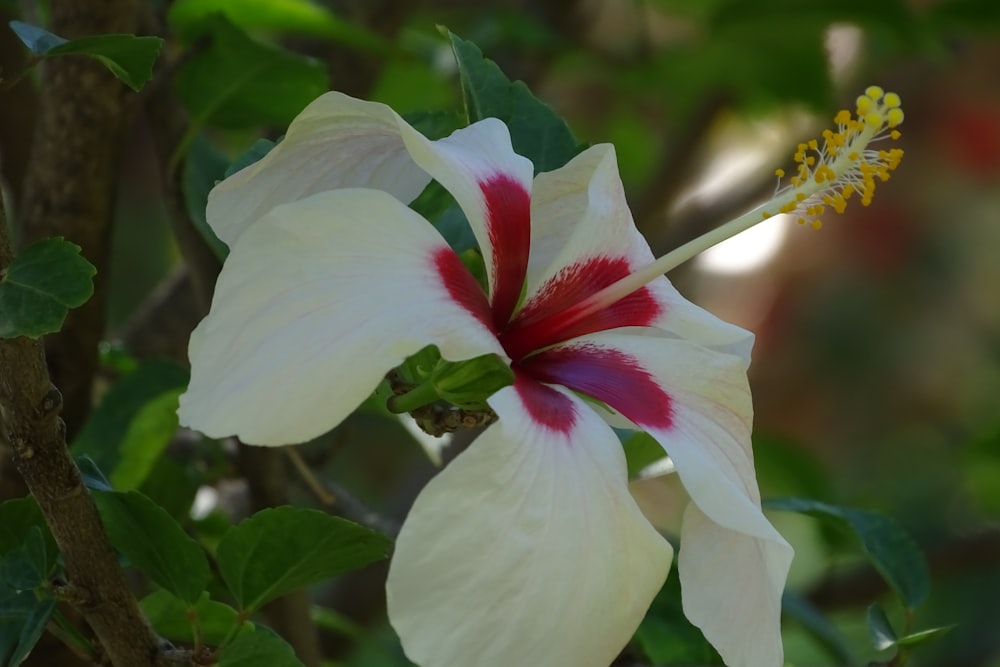 a close up of a flower