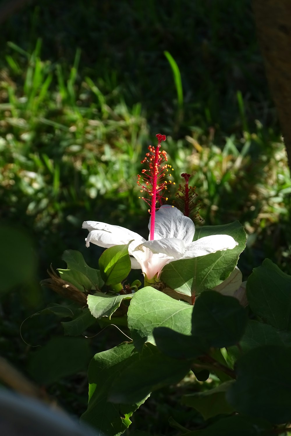 a white flower with red petals