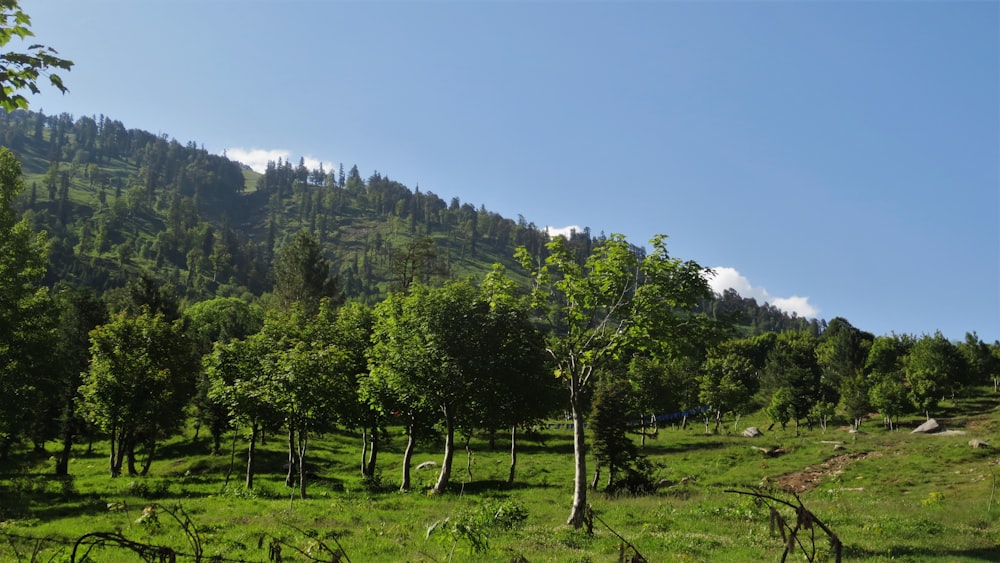 a large green field with trees