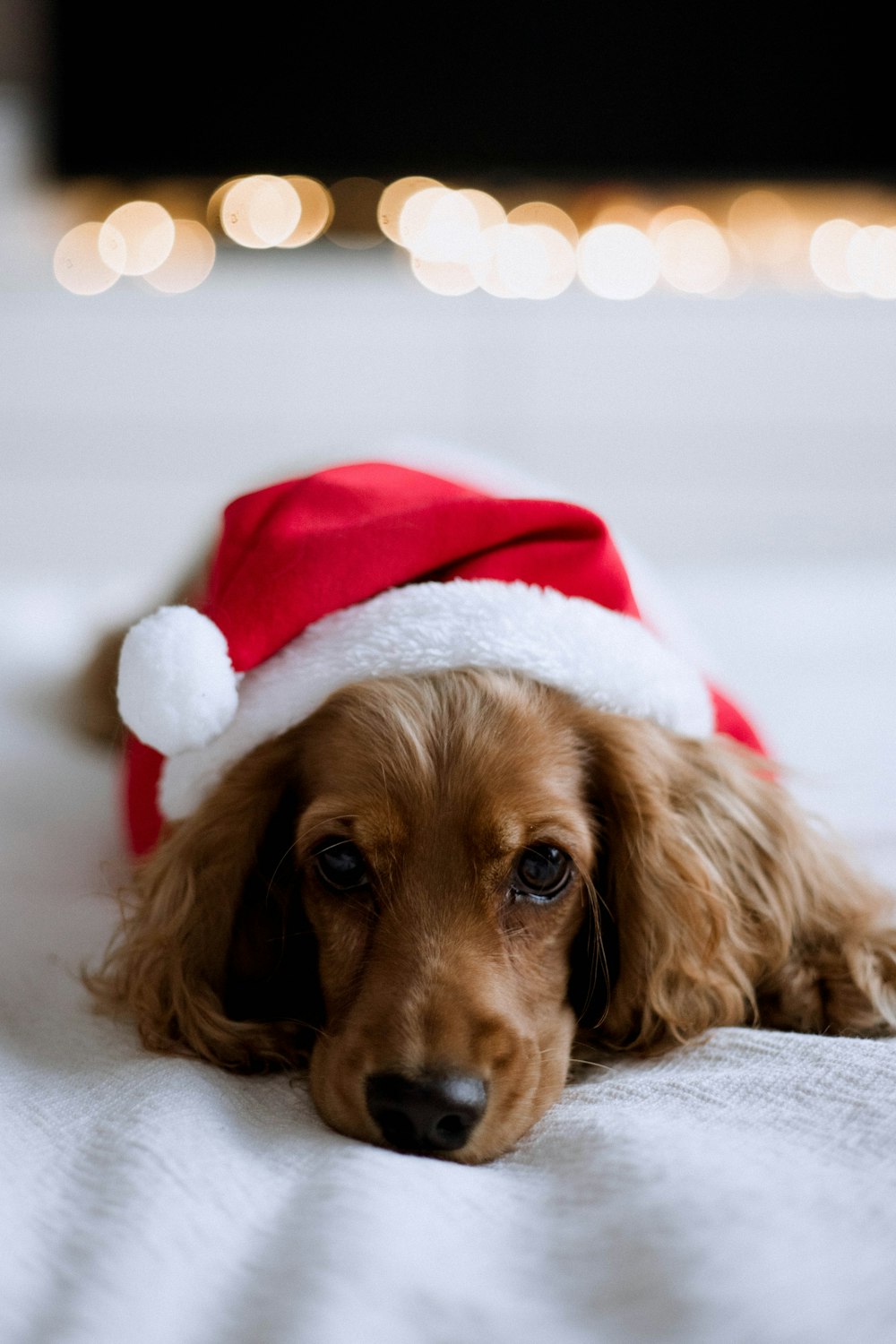 Un chien portant un chapeau de Père Noël
