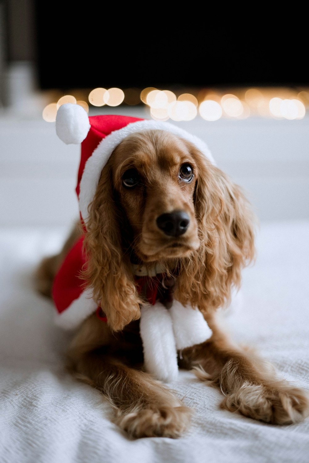 a dog wearing a santa hat