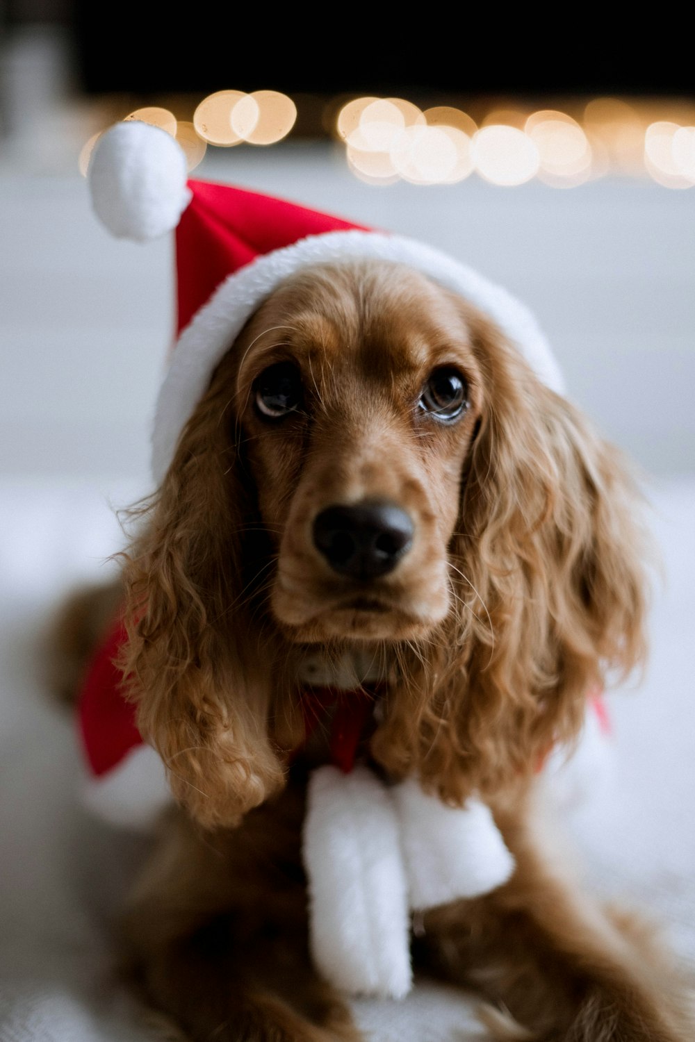 a dog wearing a santa hat
