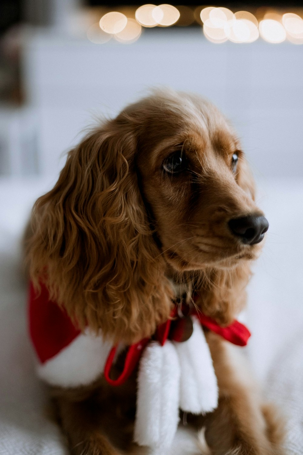 a dog wearing a red collar