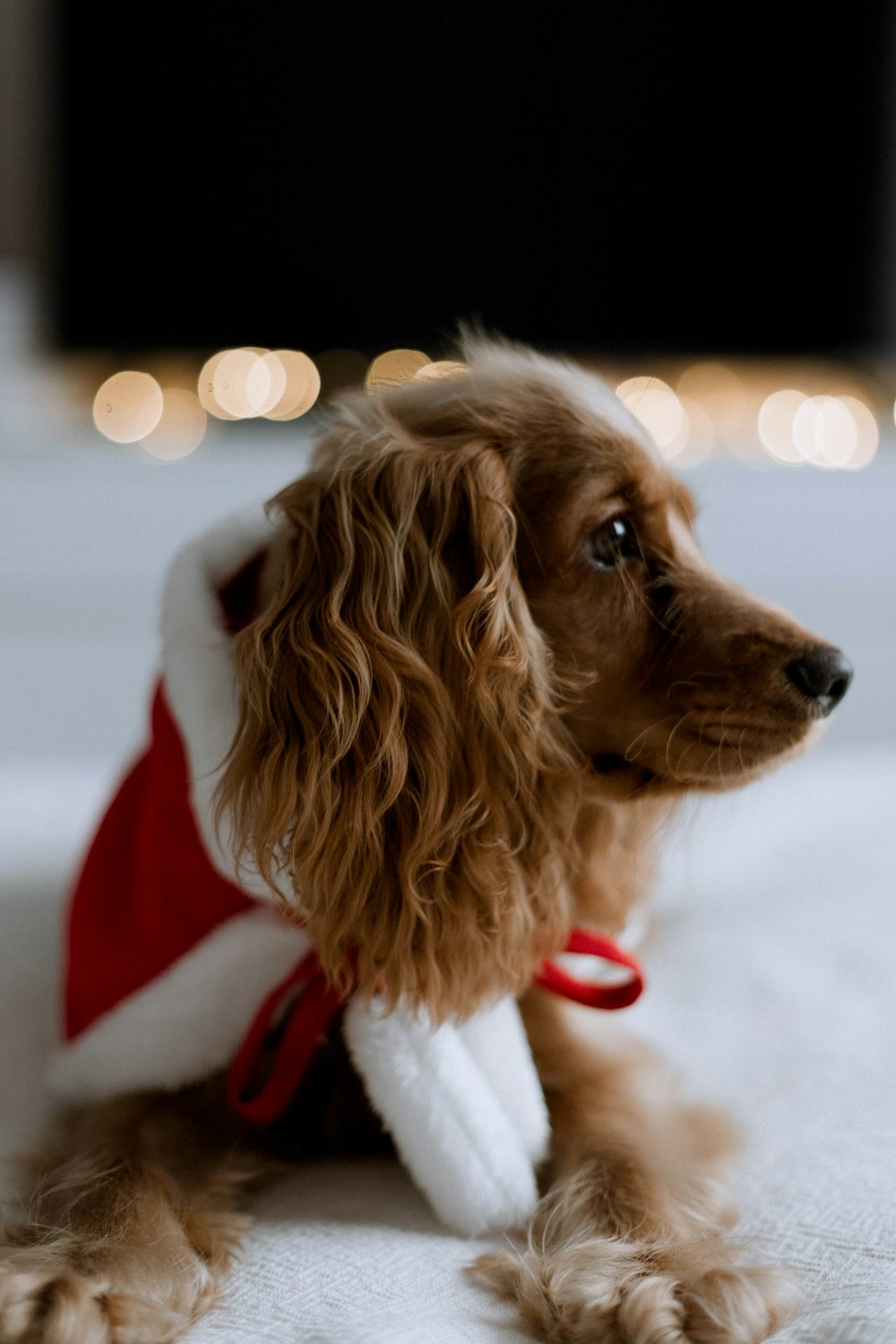 a dog wearing a red bow tie