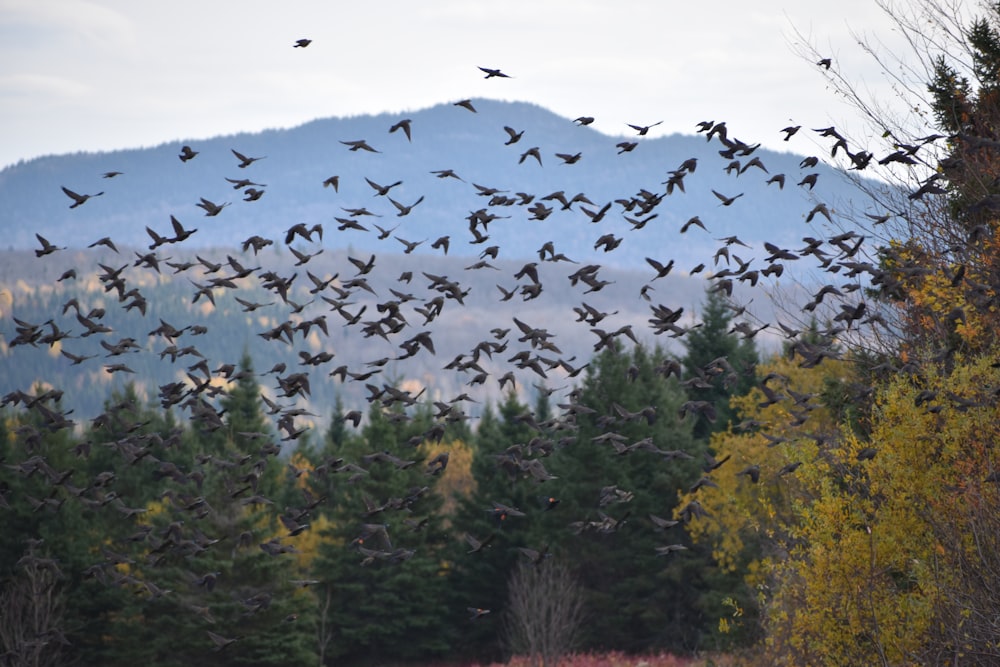 a flock of birds flying over trees