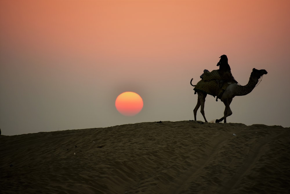 a camel and a person riding a camel in the desert
