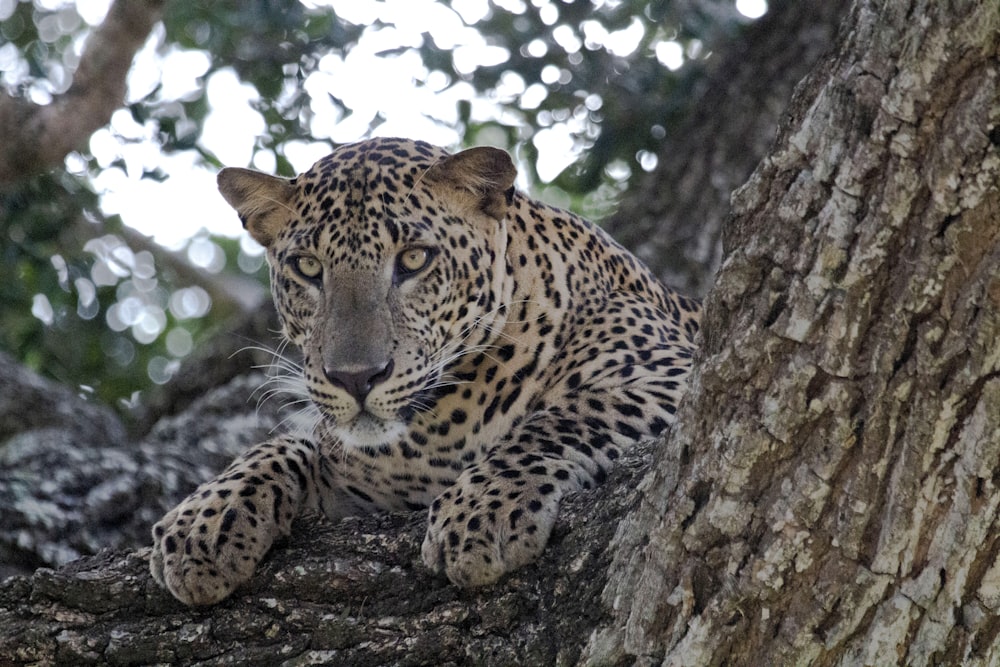 a leopard lying on a rock